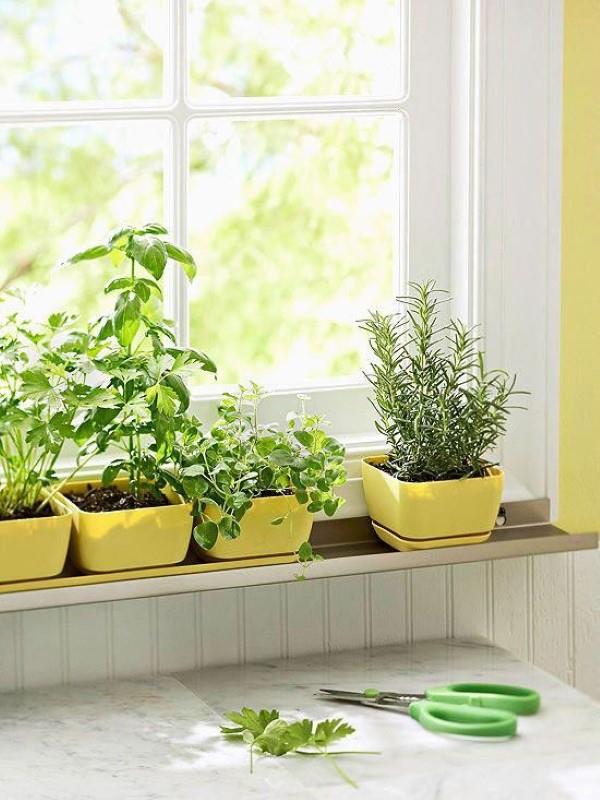 Décorer le rebord de la fenêtre pour l'été - des idées fraîches pour toute fenêtre de jardin d'herbes aromatiques d'intérieur