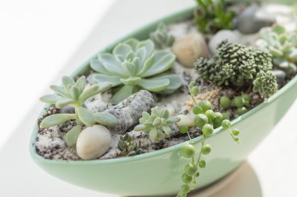 Décorer le rebord de la fenêtre pour l'été - des idées fraîches pour tout intérieur, des idées de décoration succulentes