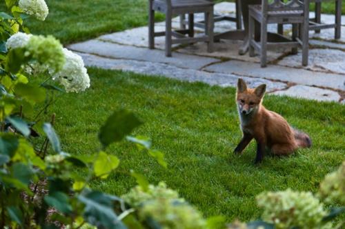 Maison de vacances à acheter jardin extérieur fox