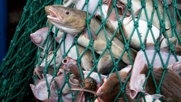 Poisson sans poisson d'Impossible Foods en développement La surpêche est un vrai problème