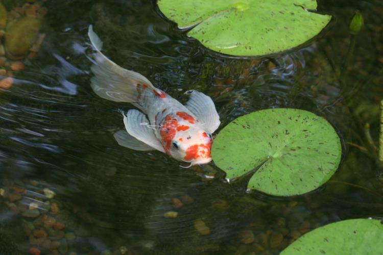 Étang à poissons images d'étang de jardin inspirantes idées de jardin