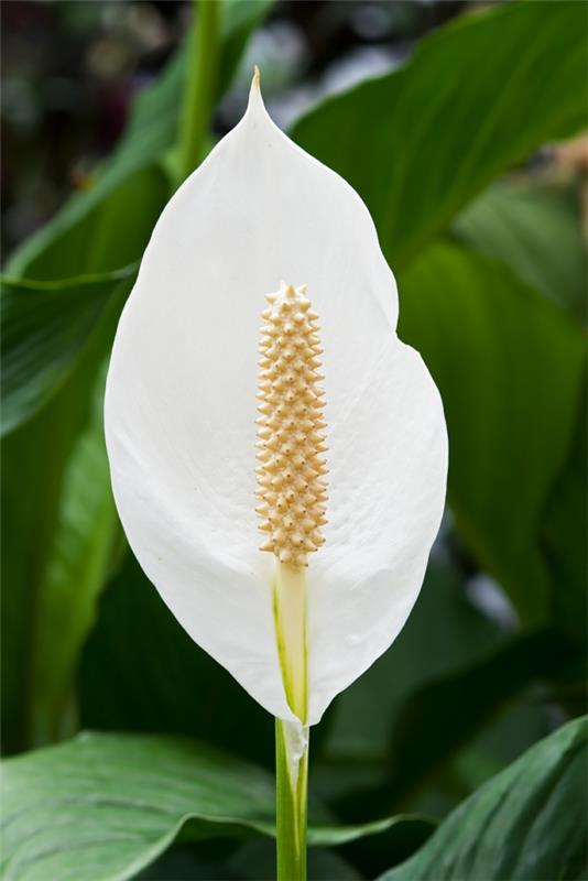 Peace Lily Plantes d'intérieur populaires Plantes en pot Blossom