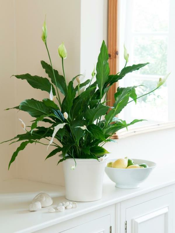 Peace lily plantes d'intérieur populaires plantes en pot blanc