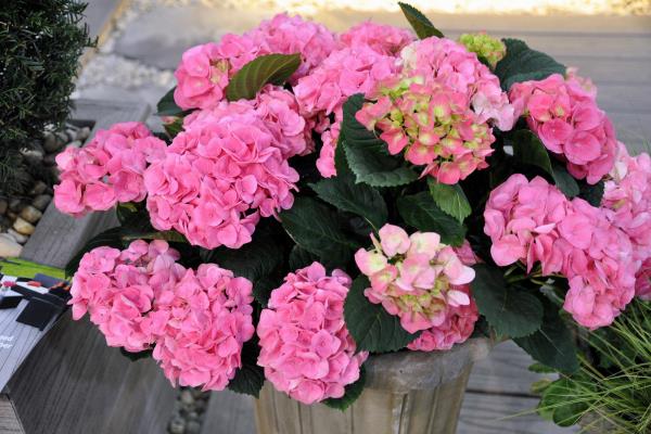 Conseils de jardinage lors de la taille des hortensias