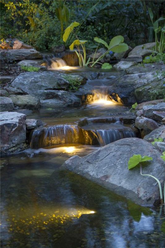étang de jardin photos éclairage de jardin plantes aquatiques étang