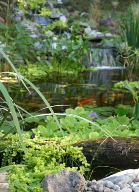 Bassin de jardin photos idées de jardin avec pierres et bassin de plantes aquatiques