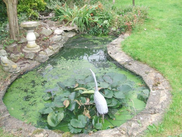 Étang de jardin photos statue de jardin oiseau plantes aquatiques étang