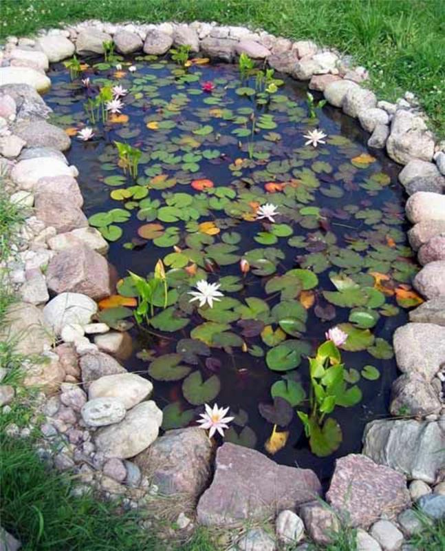 Étangs de jardin idées de conception de jardin plantes aquatiques nénuphars