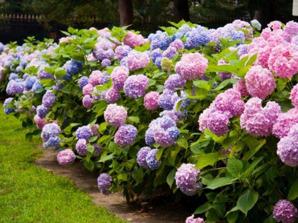 Buissons beaux hortensias - grands hortensias coupés quand