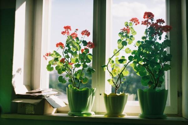 Śpij dobrze z roślinami doniczkowymi oczyszczającymi powietrze! kwiaty parapetów