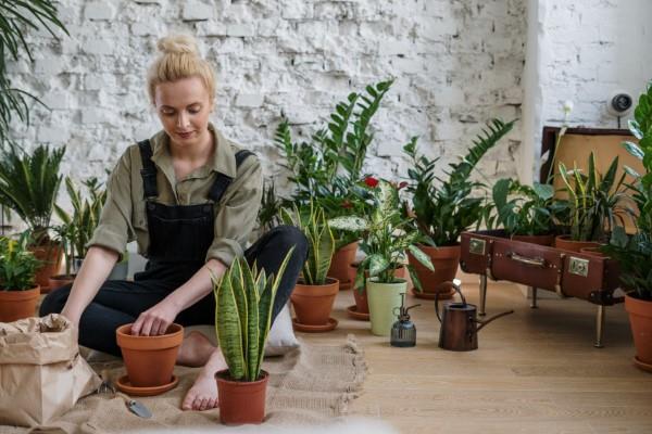 Dormez bien avec des plantes d'intérieur purificatrices d'air ! vivre sainement avec les plantes