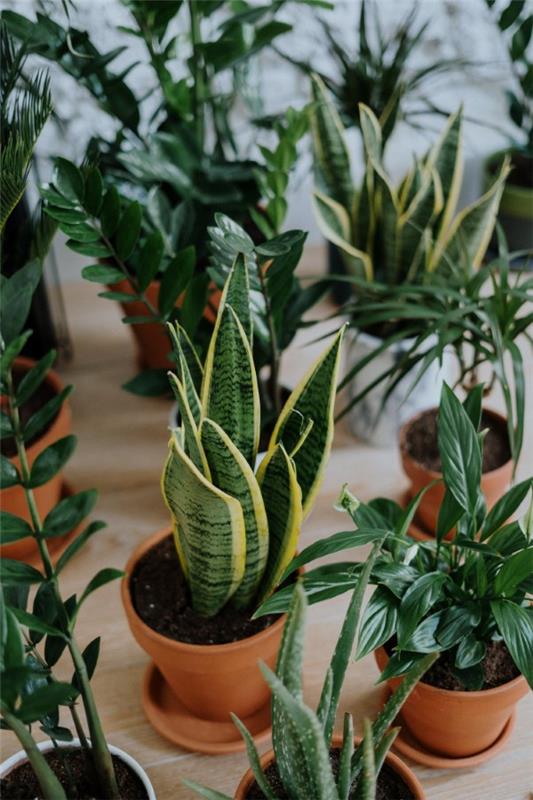 Dormez bien avec des plantes d'intérieur purificatrices d'air ! flore d'intérieur santé