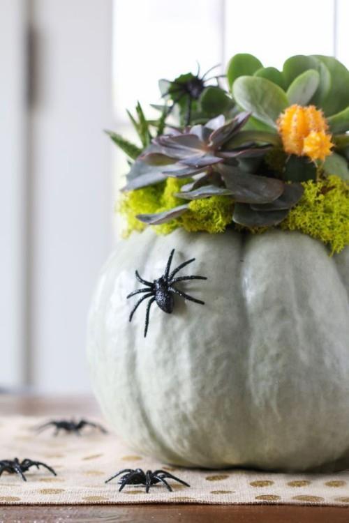 Décoration d'Halloween pot de fleur de citrouille succulentes araignées noires