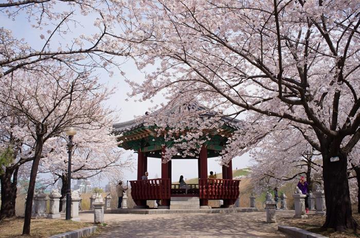 Stolica Korei Południowej Festiwal Kwitnącej Wiśni olymppia park