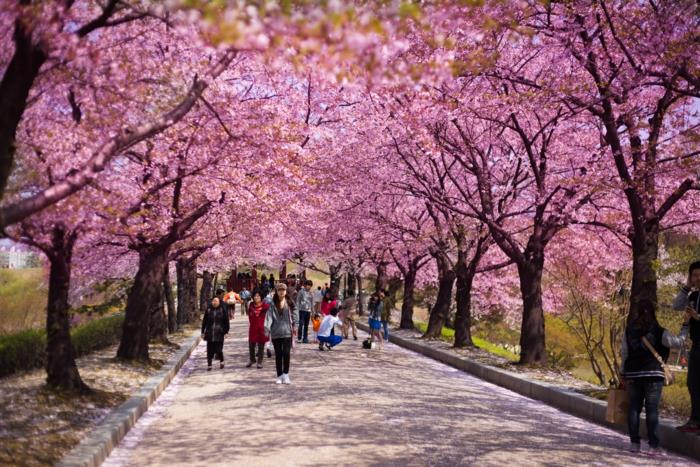 Stolica Korei Południowej, kwitnąca wiśnia