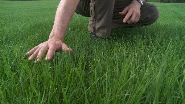 Fertiliser les grandes pelouses vertes