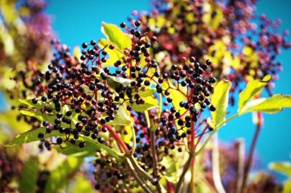 Faites vous-même du sirop de sureau sureau baies de sureau