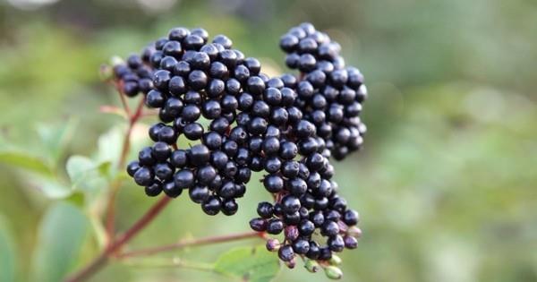 Le sirop de sureau fait vous-même du jus de sureau à partir de baies