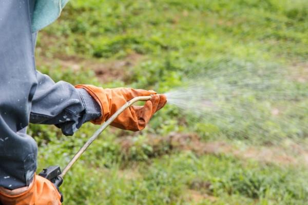 Zwalczaj szczaw rogaty za pomocą naturalnych domowych środków i metod przyjaznych dla środowiska, stosuj herbicydy w ukierunkowany sposób