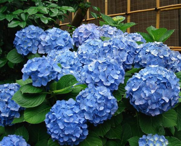 Conseils pour couper les fleurs d'hortensia