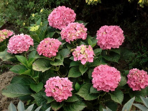 Couper les hortensias - fleurs et idées - aménagement de jardin
