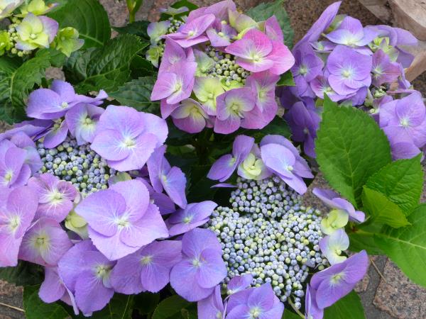 Couper les hortensias - conseils de conception de jardin