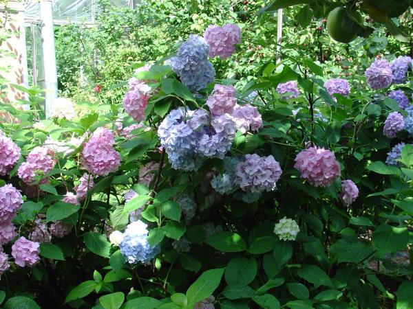 Conception de jardin coupé d'hortensias