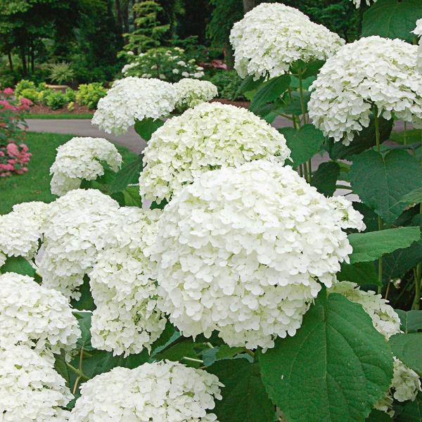 Couper les hortensias - idées pour le jardin