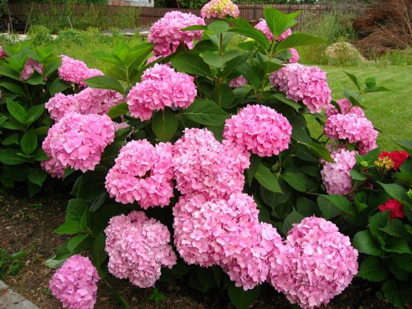 Couper les hortensias - idées en violet et rose