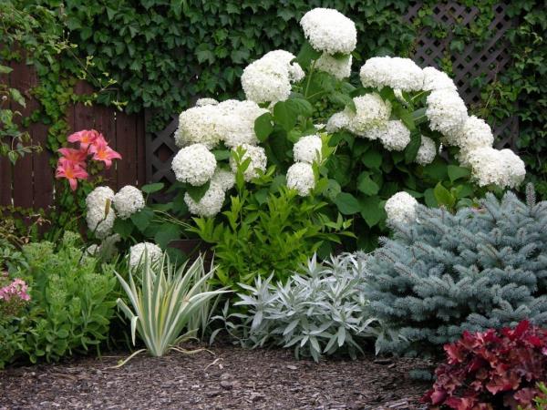 Jardin de gravier coupé hortensias moderne