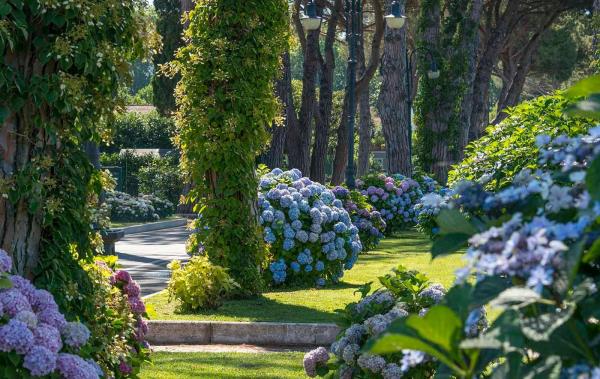 Quand couper les hortensias Couper les hortensias de parc quand