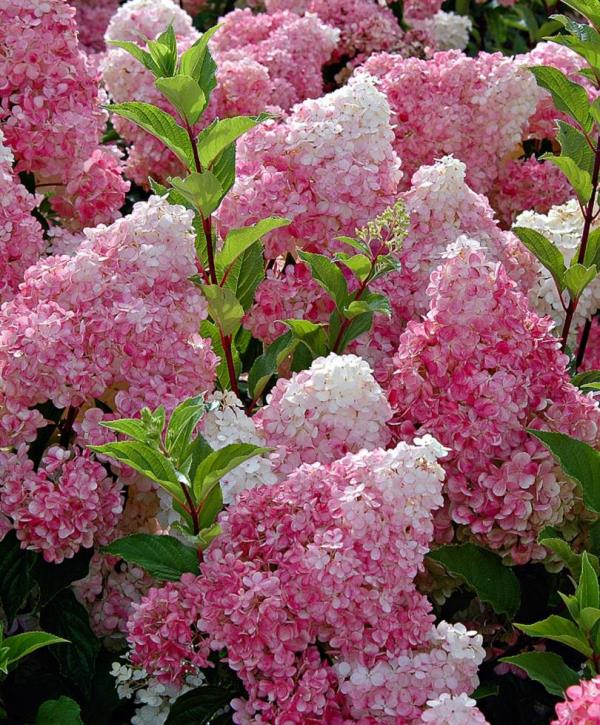 Idées de fleurs roses coupées d'hortensias