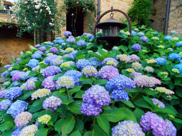 Hortensias coupés - prairie avec de belles fleurs