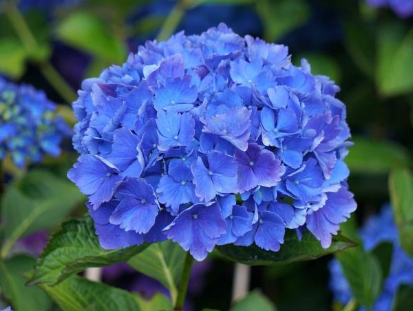 Couper les hortensias - idées de fleurs bleues