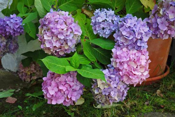 Hortensias coupés idées déco colorées