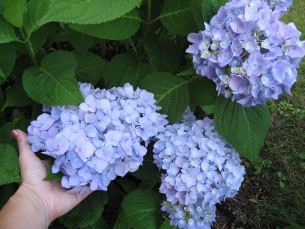 Hortensias coupés bleu vif flamboyant d'idées de couleurs