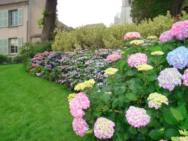 Hortensias coupés conseils de conception de jardin moderne jardin de ville