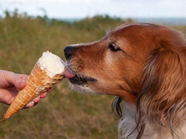 Jak przygotować lody dla psów Porady i przepis na lody dla psów