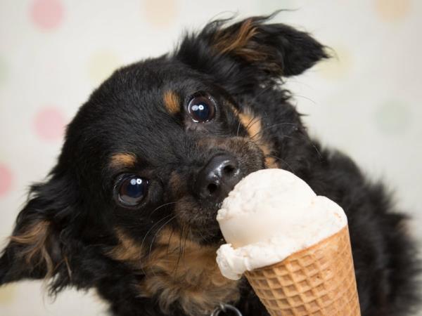 Jak zrobić wskazówki dotyczące lodów dla psów i przepisy na lody
