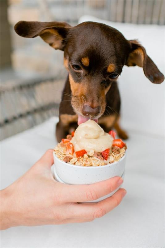 Jak przygotować wskazówki dotyczące lodów dla psów i przepis na ciasto lodowe dla psów