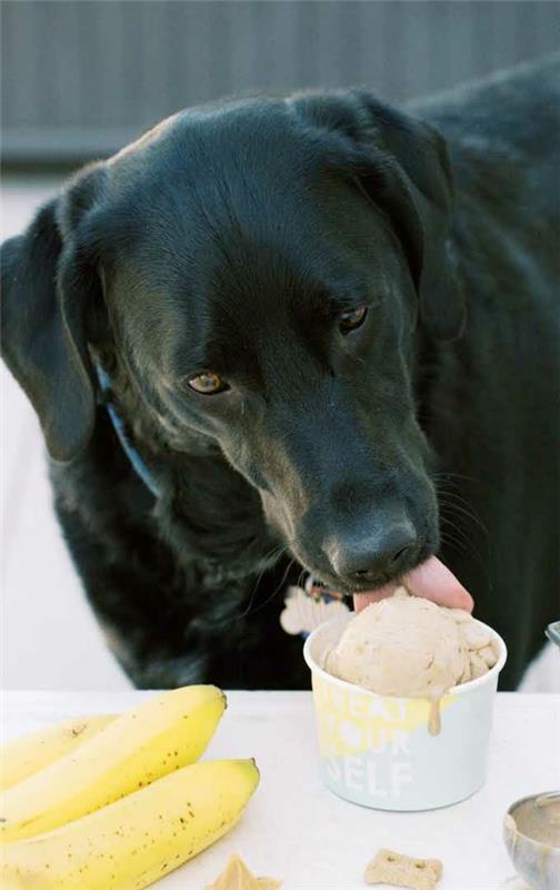 Zrób sobie lody dla psów Wskazówki i przepis Pies je lody