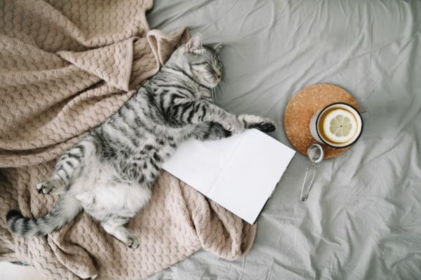 Hygge Trend książki dla kotów pomysły na herbatę dla większej przytulności