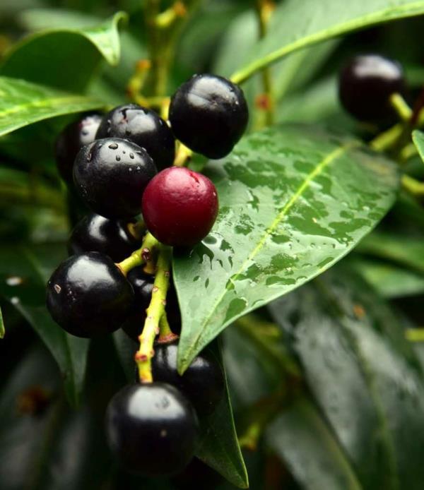 Wawrzyn czereśniowy Prunus laurocerasus owoce rośliny żywopłotowe