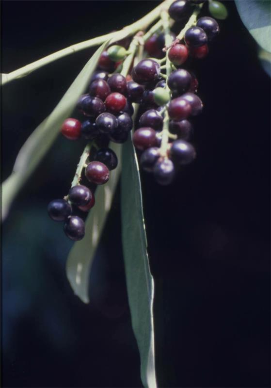 Wawrzyn czereśniowy Prunus laurocerasus owoce wiecznie zielone żywopłoty
