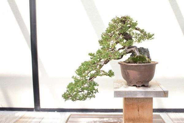 Mała boczna kaskada drzewka bonsai