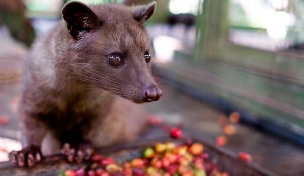 Kopi Luwak Coffee Katzenkaffee le café le plus cher du monde Cerises de café Fleckenmusang