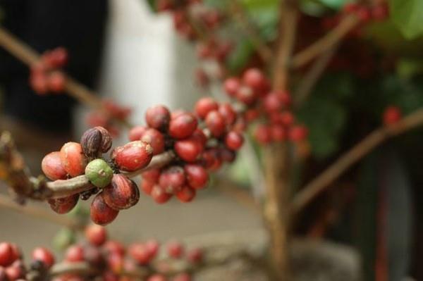 Kopi Luwak café chat café le café le plus cher du monde caféier