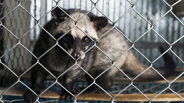 Kopi Luwak café chat café le plus cher café furtif chat attrapé