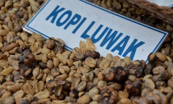 Kopi Luwak Coffee Price Cat Coffee Café le plus cher d'Indonésie