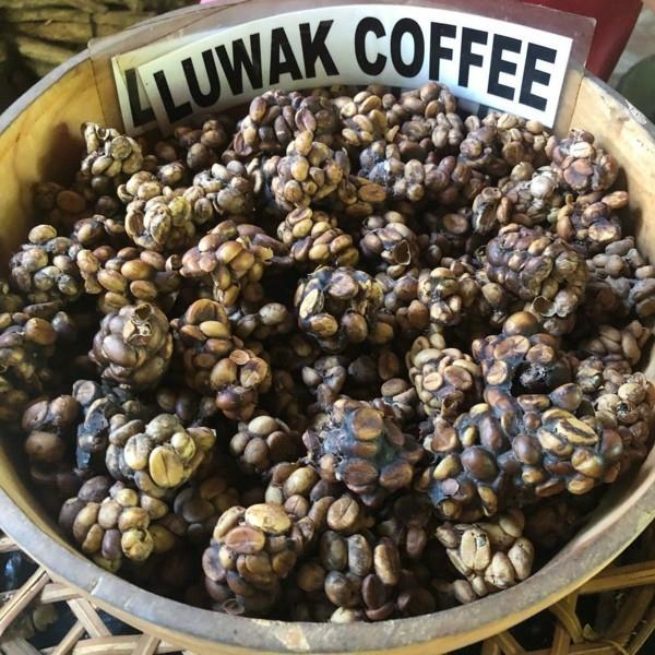 Café Kopi Luwak acheter du café pour chat le café le plus cher du café caca